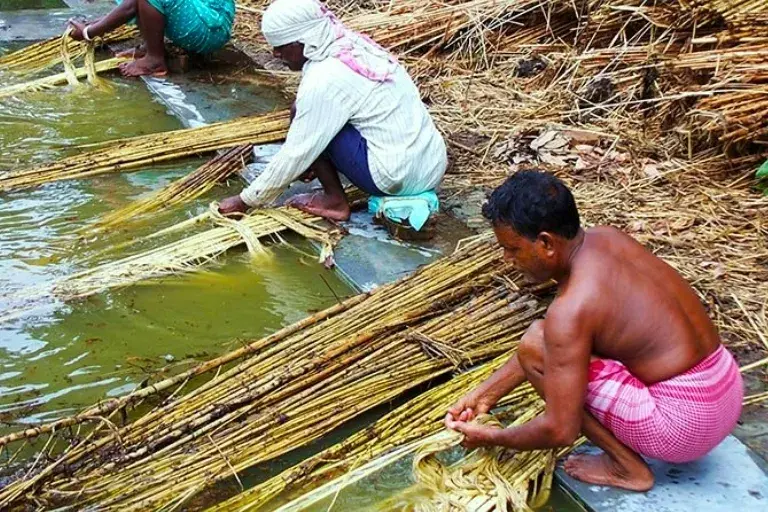 Harvesting & Retting