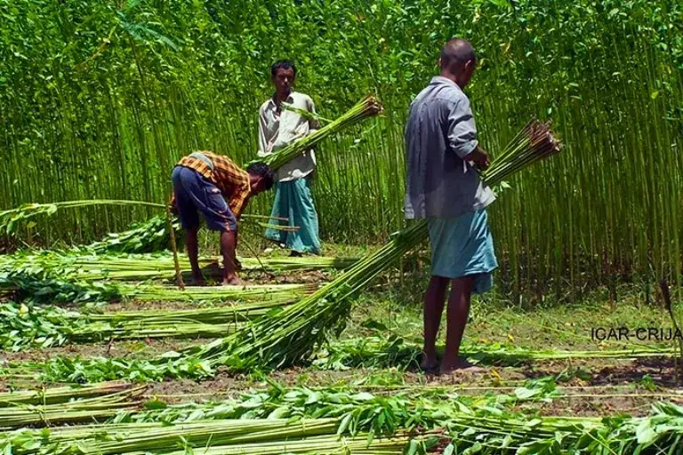Jute Farming