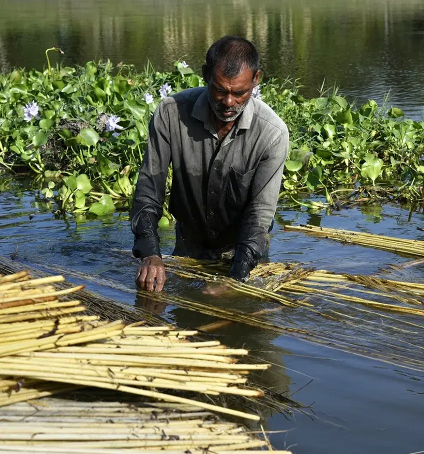 hervasting and processing