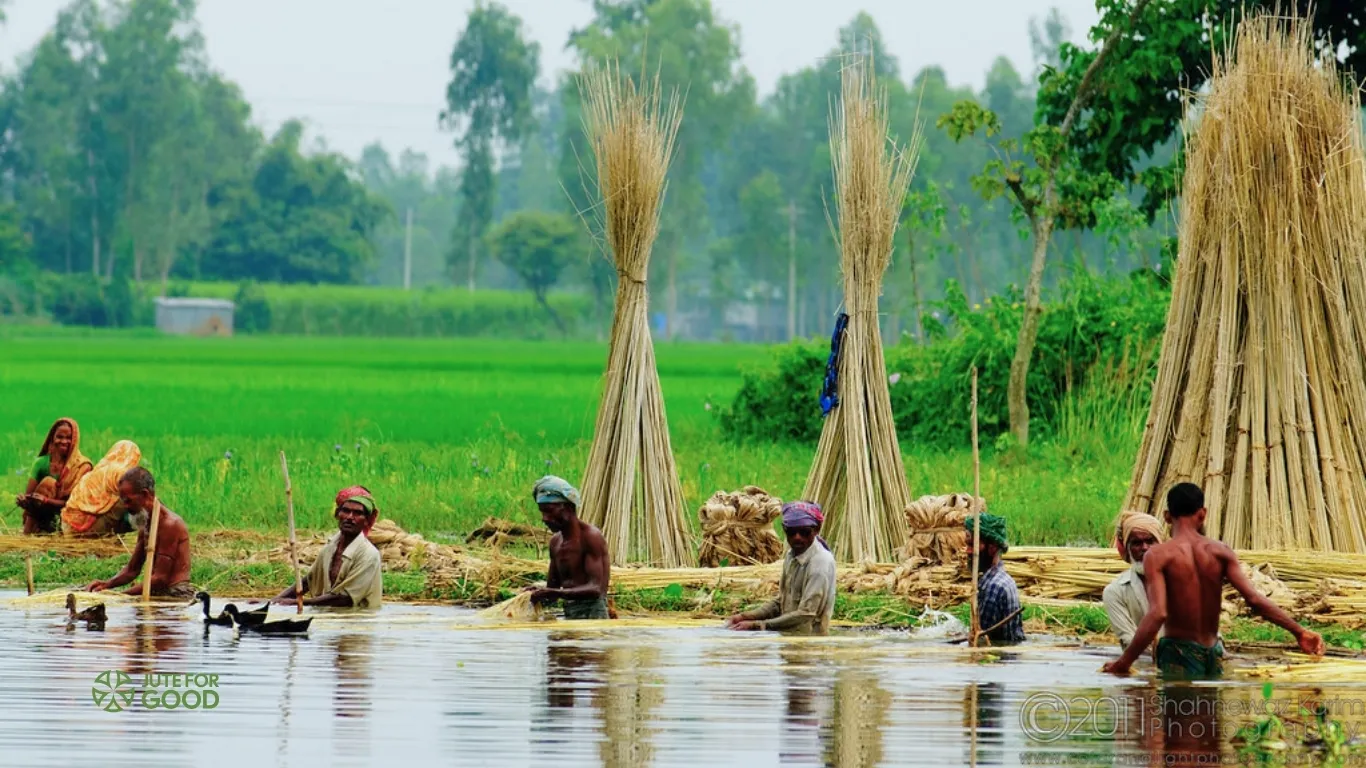 extracting fibre from the jute plant