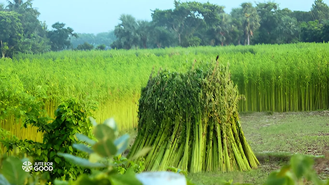 jute plant in fild